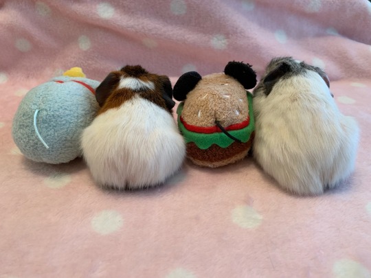 theantisocialbunny:  My guinea pig had her babies and they are the cutest little girls ever  