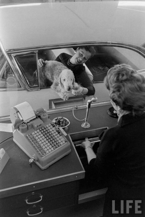 Dog treats at the drive through teller of the Valley National Bank(Ralph Crane. 1960)