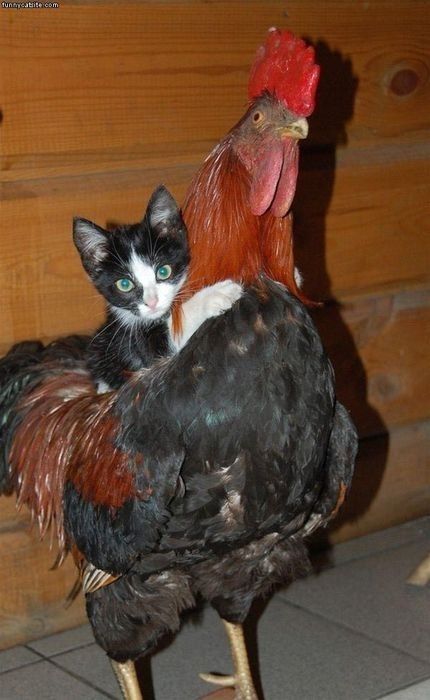 catsbeaversandducks:  &ldquo;I should buy a car.&rdquo; Photos found on Pinterest