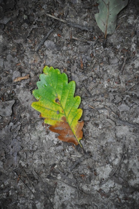 fallinpics:  memories of a forest