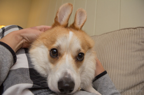 wafflesthecorgi:The Faces of Waffles The Corgi:ChipmunkBeaglePirateHappy YawnLambSquishy FaceRabbitL