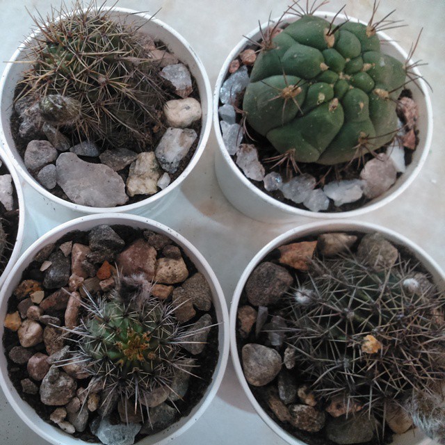 debbie-bam-1980:  me encantan estos #cactus… 