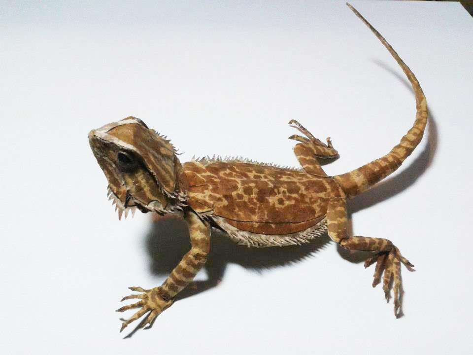 little-vince:
“ Bearded Dragon with cardboard by cardboard artist 鍾凱翔 Zhongkai Xiang ”