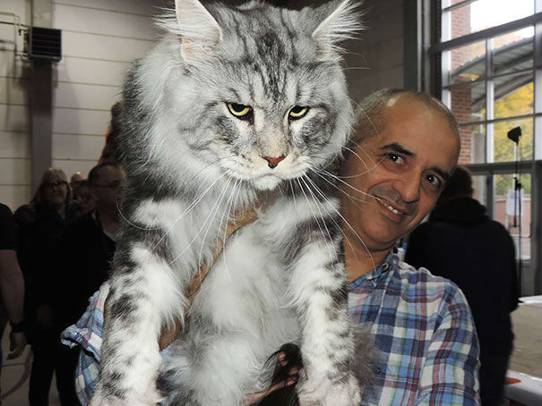 kittehkats:  My Cat Can Kick Your Dog’s Ass!   Seriously.  Amazing Maine Coon