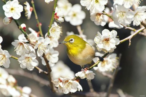 Mejiro (Japanese white-eye) on a plum tree in Tokyo, Japan