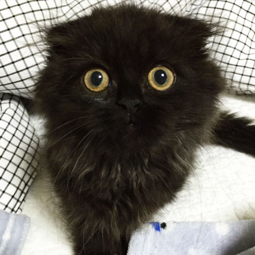 boredpanda:Meet Gimo, The Cat With The Biggest Eyes Ever