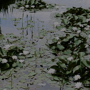 taehyunas:  CLASSIC ART MOODBOARDS:  monet’s water lilies