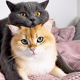 XXX rhyolitepebble:cattloverss:grey cat, gold photo