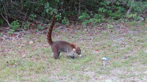 Nasenbär - Tikal Maya ruins, Flores - Guatemala 2012