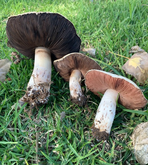 Agaricus sp. 