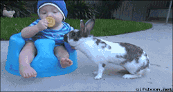 gifsboom:  Bunny Steals Crackers from Baby. [video]