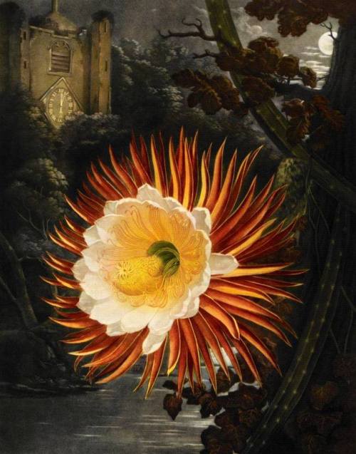 dadalux:The Night-Blooming  Cereus by Philip Reinagle and Abraham Peth by Robert Thornton
