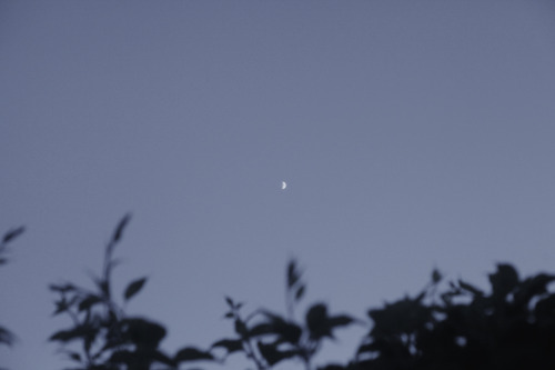 nataliekucken:  the moon when it was important to me from february, march, april, may, and june  