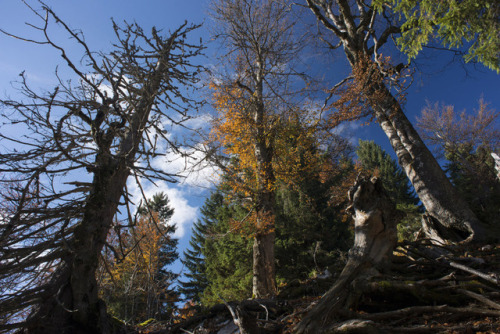 elvenforestworld: Rothwald virgin forest, the biggest remain of untouched woodland in the Alps and i