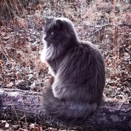 naturelvr69likes: sparrowsriver: Sofia Posed #catofinstagram #cat #sofia #catslife #excellent_cats #