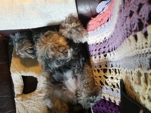 This Is Bear My Rescued 3yr Old Shih Tzu Taking Over The Chair