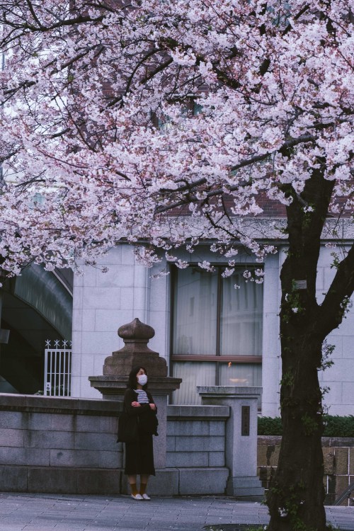 sleeplessintokyo87:Sakura season s2e02