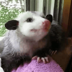 ~ ~ Bat, Possum, And Fox Stimboard ~ ~