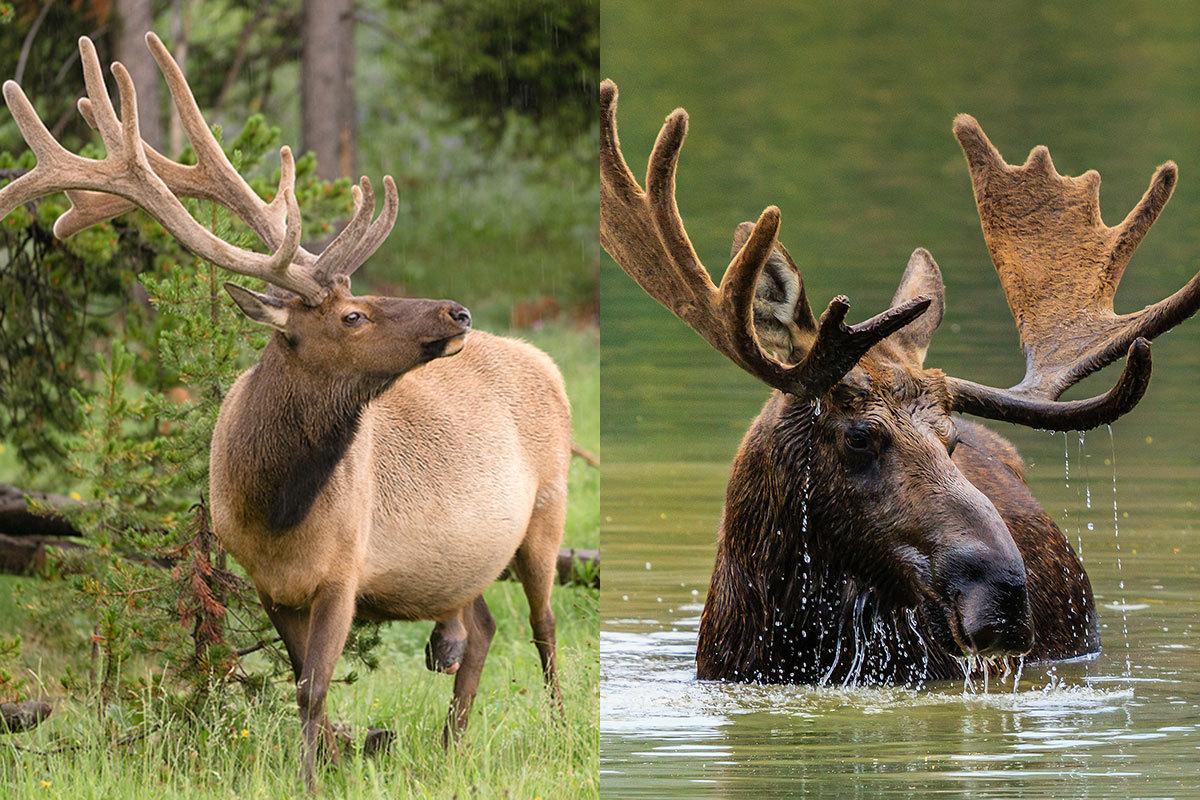 central oregon elk vs deer central oregon elk vs deer