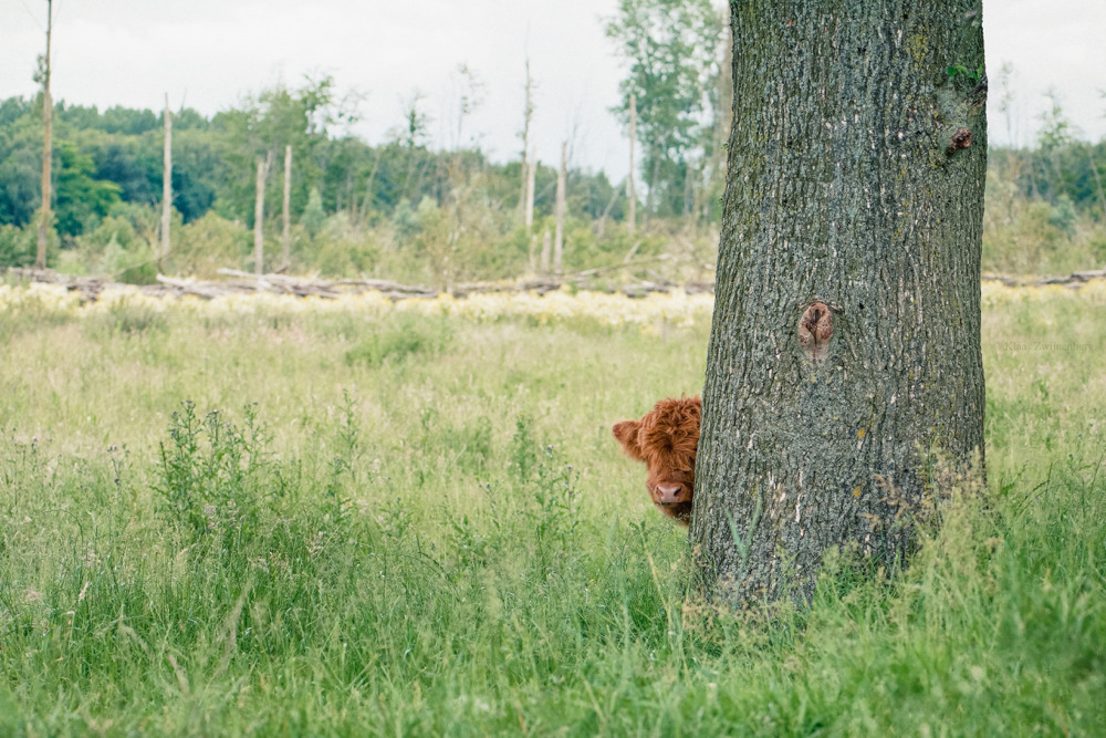 klaasfoto:  Hide and Seek, 2016  I tried to teach the herd how to play hide and seek