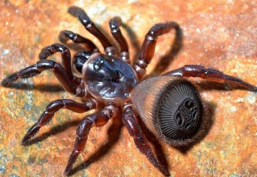 A vessel in a vialOkay, I was looking at some trapdoor spiders to make a companion for the lighthous