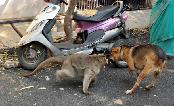sixpenceee: Monkey Adopts A Puppy, Defends It From Stray Dogs, And Lets It Eat First