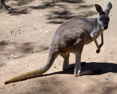 Left Handed Kangaroos?10% of the human population who are left-handed, you are no longer alone. Your