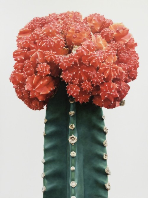 Lee Kwang-Ho And His Oil Paintings of The Wild CactusLee Kwang-Ho, an artist specializing in hyperre