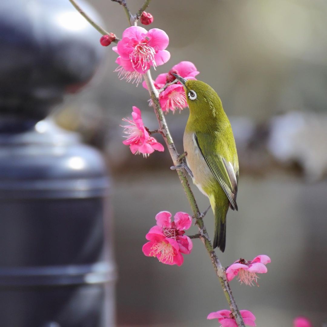 梅の花 Explore Tumblr Posts And Blogs Tumgir 梅の花 Explore Tumblr Posts And Blogs Tumgir