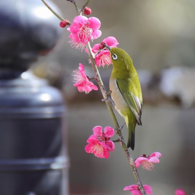 梅にメジロ Tumblr Posts Tumbral Com 梅にメジロ Tumblr Posts Tumbral Com