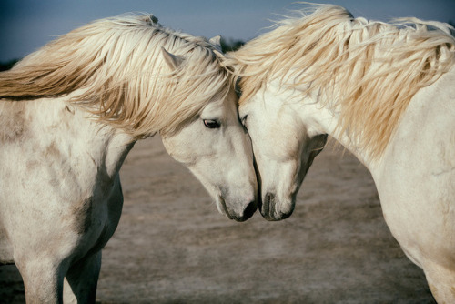 widewaterwoman:The small, wild horses of Camargue run feral along the Camargue region in France. The