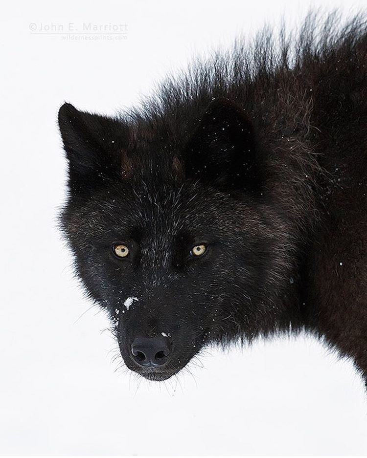 worldofwolvesofficial:By @johnemarriott #shoutout #photography #wild