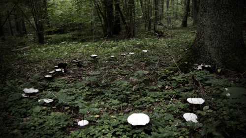 gwenhwyfar-moon: fairy ring