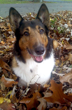 starvingfartist:  The leaves were all in a pile and Porkchop wanted to play in them for a bit.