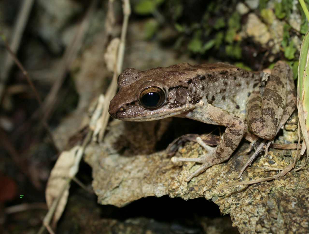 Nature Of Japan And Animal Insect Bird Frog ハナサキガエル Okinawa Tip Nosed Frog Nature Of Japan And Animal Insect Bird Frog ハナサキガエル Okinawa Tip Nosed Frog