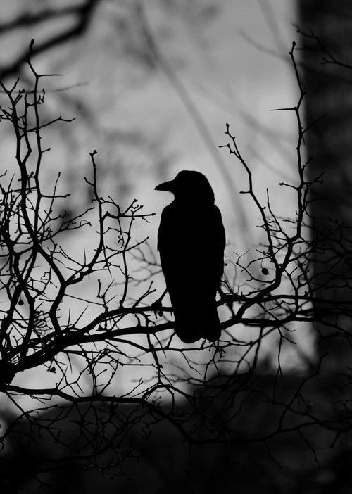 spookyloop:The Crow by masscreation