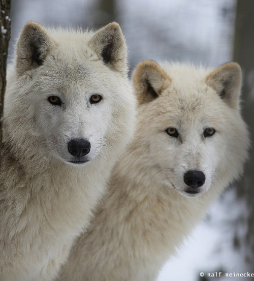 agameofwolves:  Artic Wolf - Zoo Schönbrunn January 2015 12 by reineckefoto on Flickr.