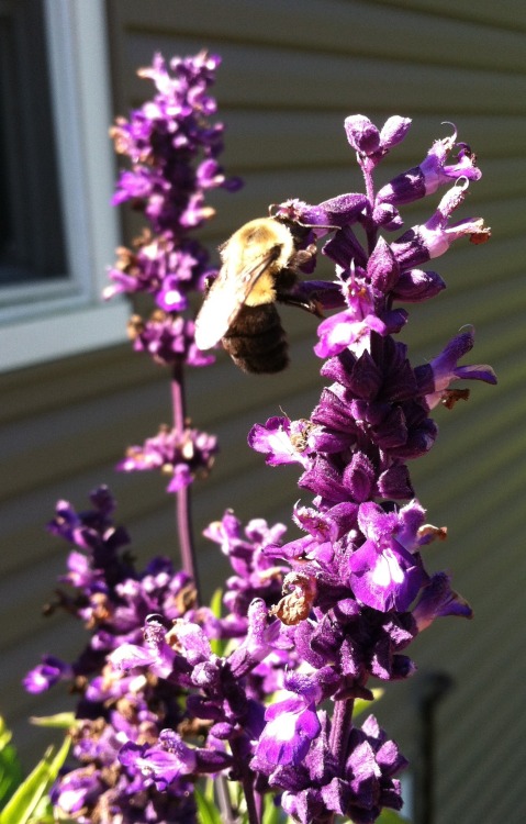 What a nice little bee soaking up the sun and harvesting some pollen from the purple flowers.