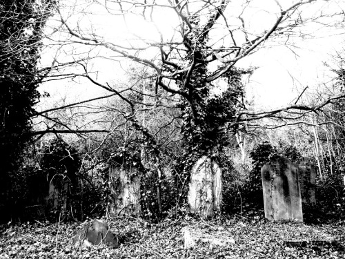 “Tree” - Nunhead Cemetery (London) - April 2015