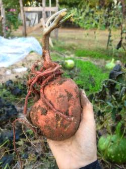 weallheartonedirection:  A friend pulled up this heart of a sweet potato.