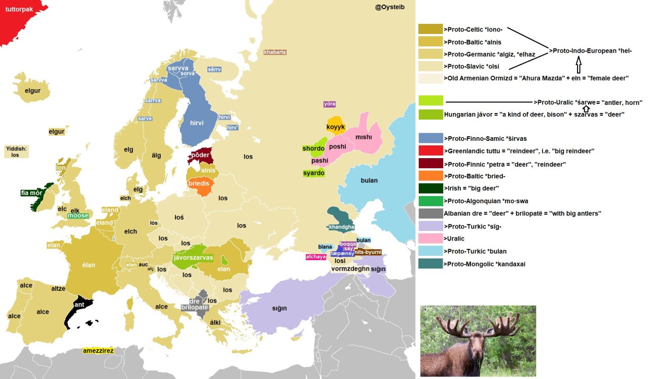 The word ‘elk’ in European languages. The king of... - Maps on the Web