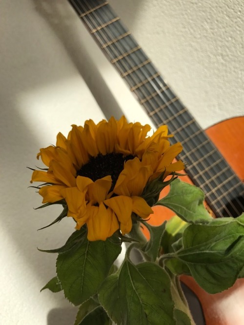 autumniskind: a sunflower & my gitar at golden hour