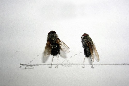 For many people, flies are disgusting creatures, especially when they are dead! for Swedish photogra