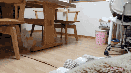 awwww-cute:  A bunny with a balloon