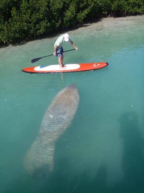 juicepirate:  When we went snorkeling with the manatees the water was really murky so they would just sneak up on you. I was just floating along and one would just bump into me. They are like 3,600 pound ninjas.