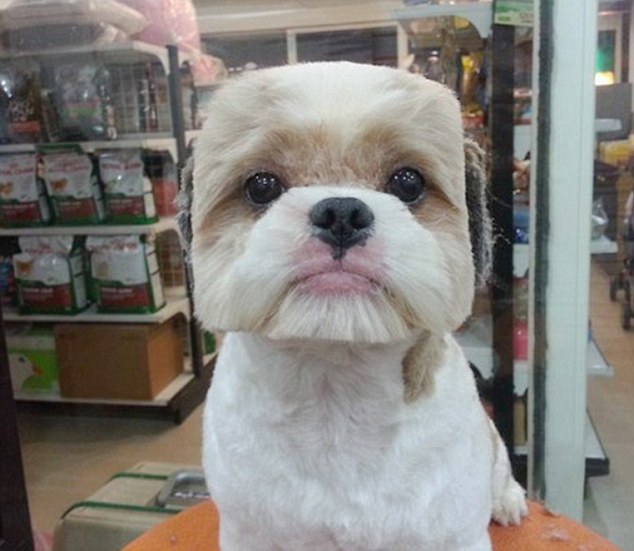 So there is a trend in Japan to shave dogs&rsquo; fur into cubes&hellip;