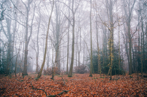 Autumn Fading by RicHampton on Flickr.