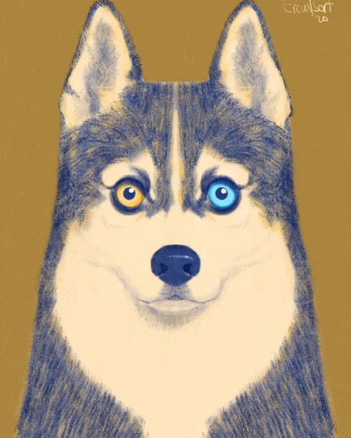 @procreate #husky #huskies #dog #animal #procreate5x..#portrait #ipadpro #procreate #drawing #art #c