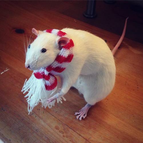 kisforkrysten:  This cosy little rat will be online from tomorrow! 💕🐭 Www.perishedpets.com  #perishedpets #taxidermy #rat #winter #cosy #cute #gift #giftideas #christmas #festive #winter #vultureculture #animal #photooftheday #unusual #weird #oddities