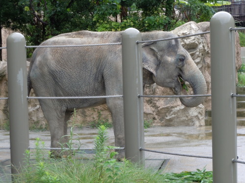 sowhatifiliveinkyushu:福岡市動植物園、中央区、、福岡市、福岡県、九州  (flickr)